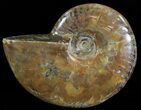 Flashy Red Iridescent Ammonite - Wide #66640-1